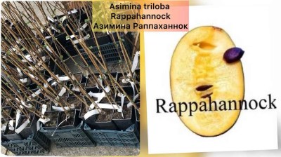 Азимина Раппаханнок